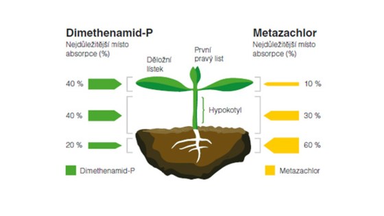 rostlinka řepky a poměr působení účinných látek dimethenamid-P a metazachlor